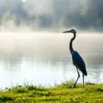 blue heron spiritual meaning